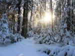 фото № 1. В зимнем лесу. Автор Мартиша Адмс. Тайник &quot;Три орешка для Золушки&quot;
