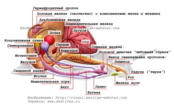 snail_anatomy.jpg