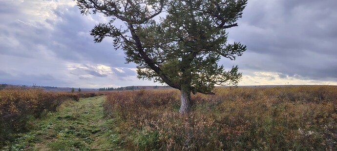 Последние лиственницы