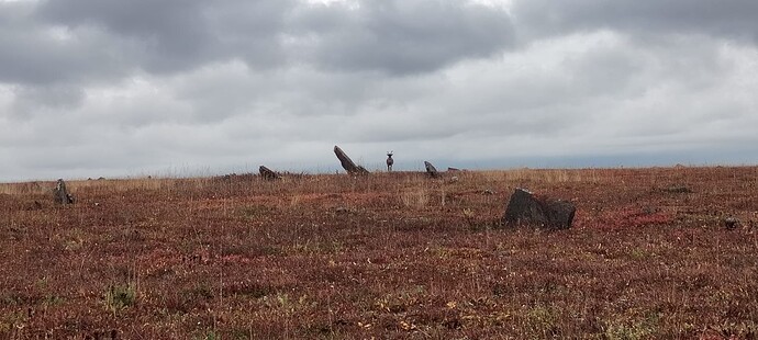 Любопытный молодой олень