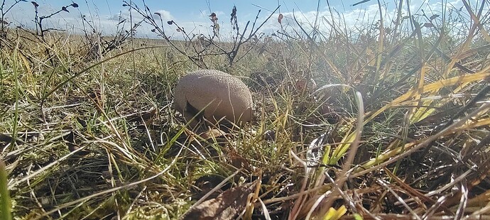 Миллионы дымовиков