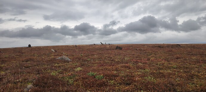 Любопытный молодой олень