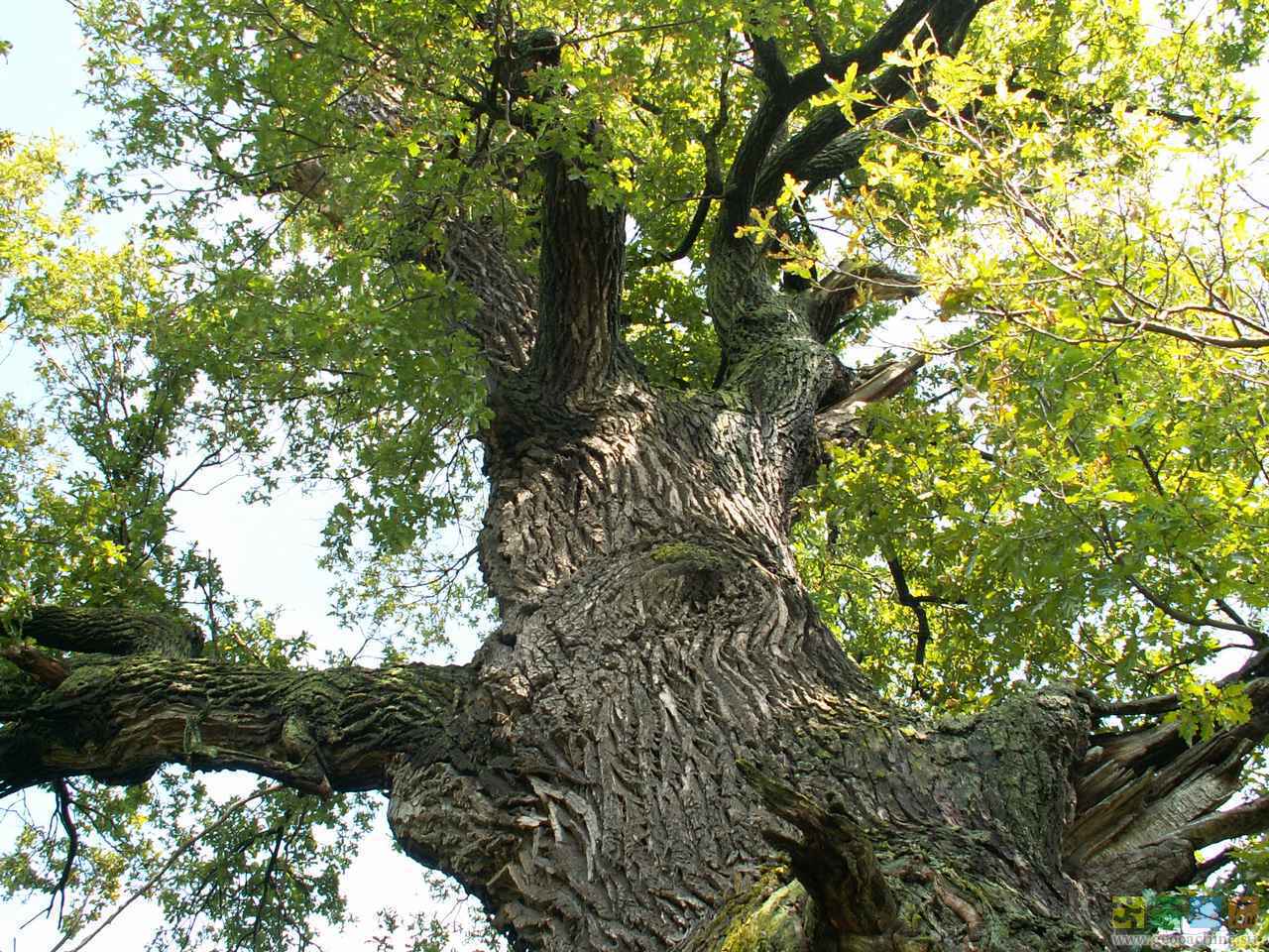 Русский дуб дерево