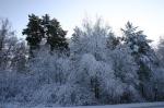 Удивительно красивый лес и чудесная зима!