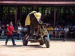 Лучшее шоу слонов в Таиланде.