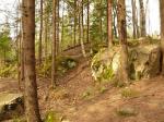 камни в лесу