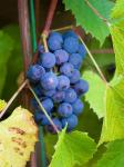 Этот виноград вырос всего в 7 км от тайника. Вполне съедобный, хоть и кислый