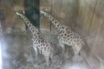 Жирафы на карантине