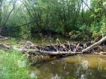 по дороге на Тальков Камень: бобровая плотинка на речке