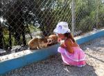 Маленькая принцесса кормит кроликов