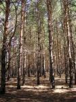 Засушенный и подпаленный лес