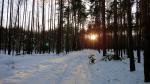 Зимний лес - 2