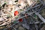 На эти грибочки сначала думали, что крышки из под Кока-колы. Они разбросаны по всему лесу и очень яркие.