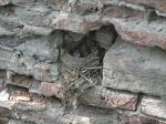 20 мая - птичье гнездо