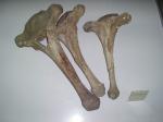 Кости мамонта в музее