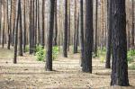 Сосновый лес (горелый) между Мемориалом и кешем
