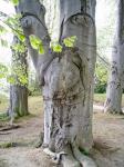 В парке перед замком растет удивительное живое дерево: с глазами, носом, ногами и с крючковатыми пальцами :-)