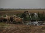 Сероводородный источник близ Терновки. Овцы пьют кислоту. 