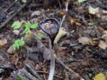 В лесу попадаются странные обтекающие грибочки...