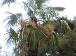 Омела на пальме