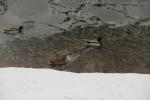 Несмотря на январь, река не замерзла и в ней грелись утки