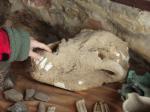 Череп пещерного медведя, жившего 50 тысяч лет назад