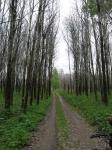 По дороге в Михайловку стоит целый лес сухих деревьев