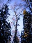 Елочно-солнечно-снежный лес :)