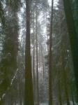 Совсем обалденный лес
