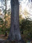  Вяз - единственное дерево в парке, которое &quot;видело&quot; Фета