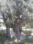 Оливковое дерево проросло вокруг древней колонны