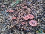 По пути к первой точке встречается множество грибов - съедобных...