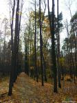 Тимирязевский лес