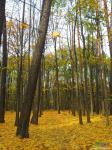  Тимирязевский лес