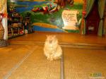 Сытый и довольный жизнью рыжий кот в Музее мыши. Пусти козла в огород!