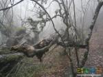 Завалившееся дерево с тайником