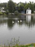  Лебеди на пруду
