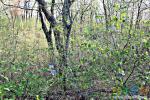  Голубое пятно под деревьями - Катерин-ка прячет тайник. Всю листву съели гусеницы ((