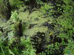 В заколдованных болотах там кикиморы живут. Защекочут до икоты и на дно уволокут! (C)