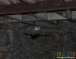 Летучая мышь в подвале