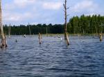 Сухие деревья прямо в озере