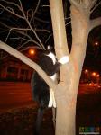 А это тоже кот... но не учёный, а осторожный - от меня залез на дерево. А, может, просто игрался