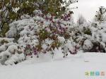  Цветы под снегом