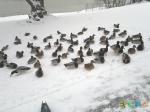  Утки на снегу.
