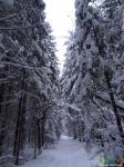  Зимний лес. Красота!