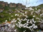 Белые цветы на каменных полях