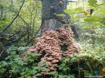 Волшебный лес с волшебными грибами