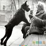 Фото Никулина со своей собакой (с сайта https://tvaryny.com/ru)