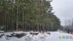  Зимний лес