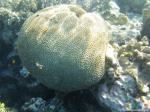  Коралл очень напоминает могз